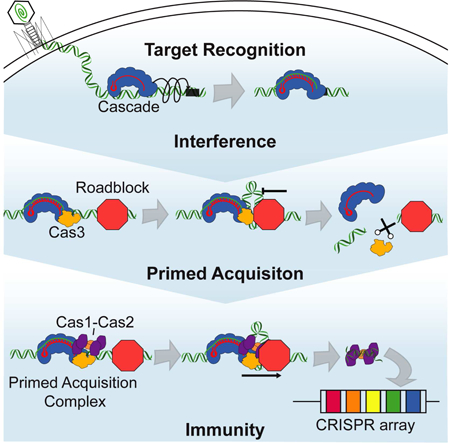 graphic file with name nihms-1508068-f0001.jpg