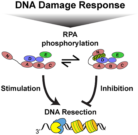 graphic file with name nihms-1528765-f0005.jpg