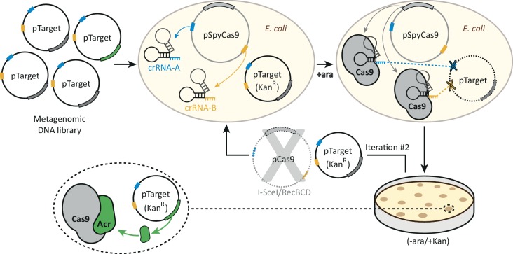Figure 1—figure supplement 1.