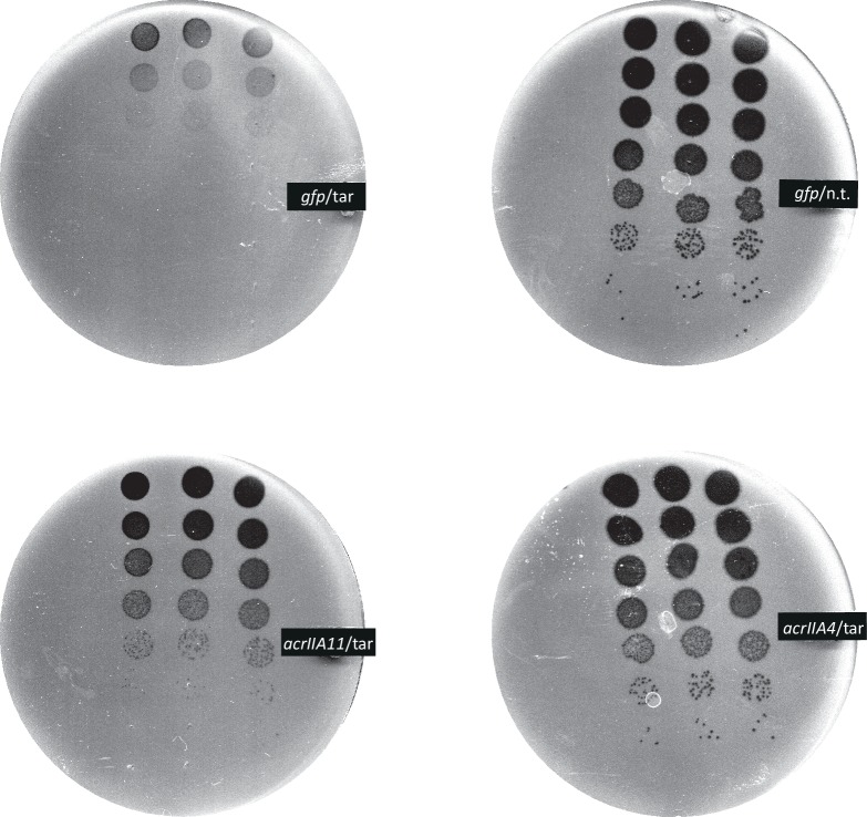 Figure 3—figure supplement 1.