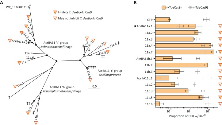 Figure 4—figure supplement 4.
