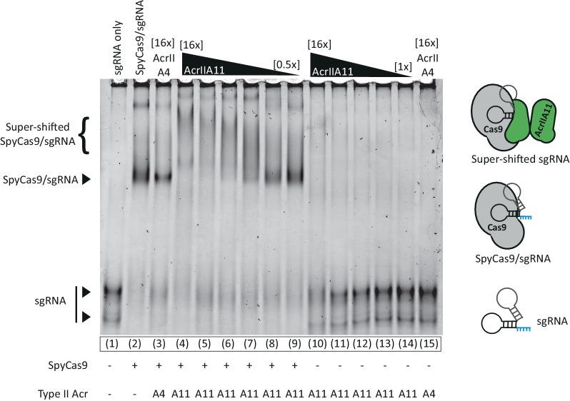 Figure 5—figure supplement 1.