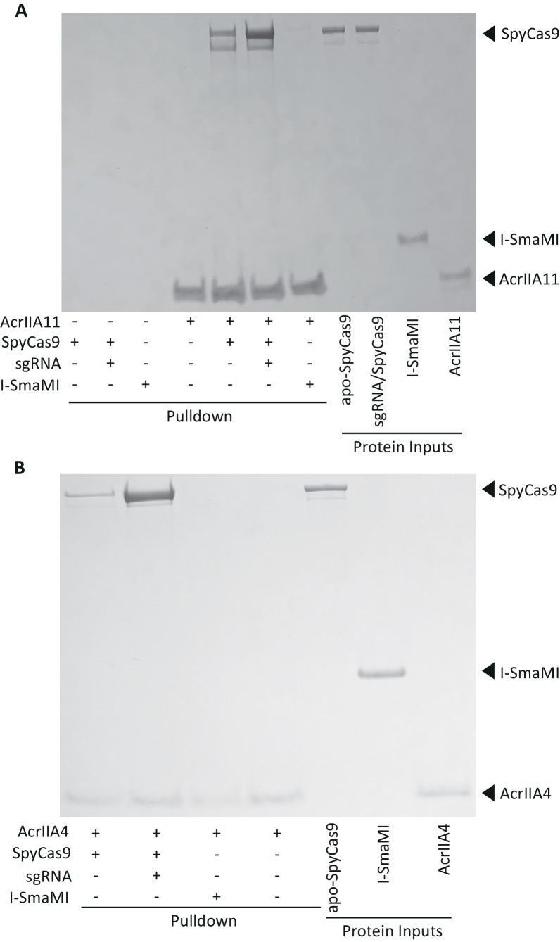 Figure 5—figure supplement 2.