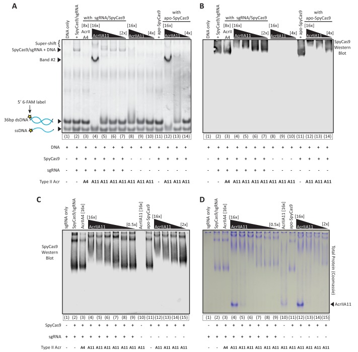 Figure 6—figure supplement 1.