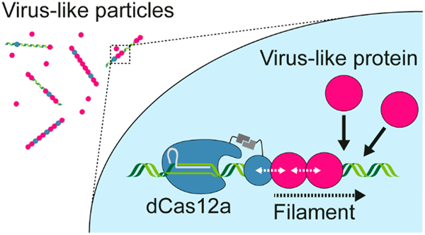 graphic file with name nihms-1846783-f0001.jpg