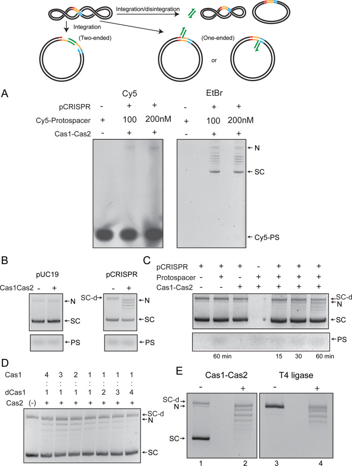 Figure 1—figure supplement 1.
