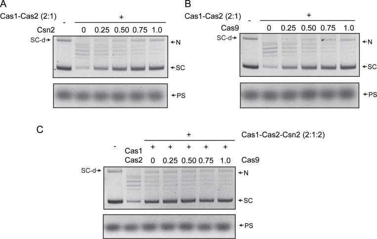 Figure 2—figure supplement 1.