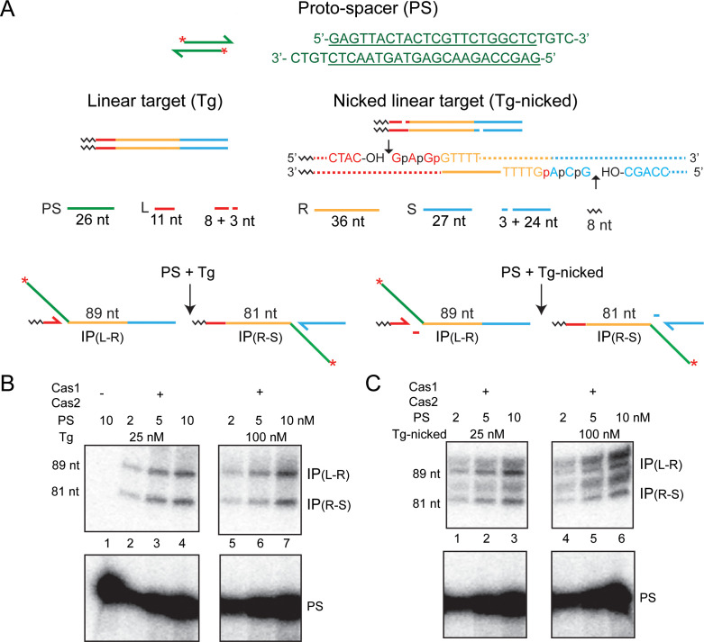 Figure 2—figure supplement 2.