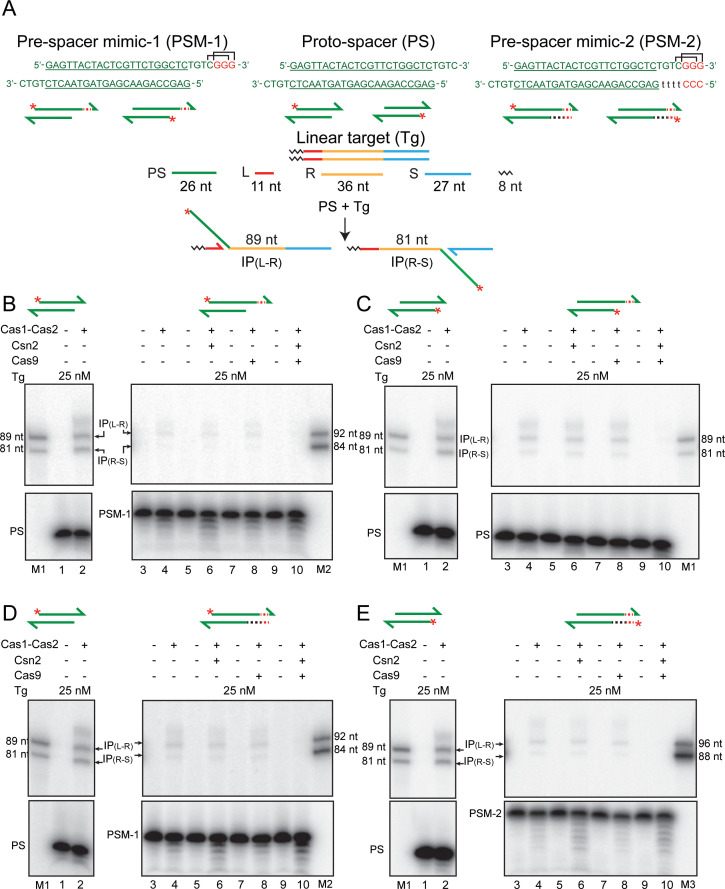 Figure 2—figure supplement 3.