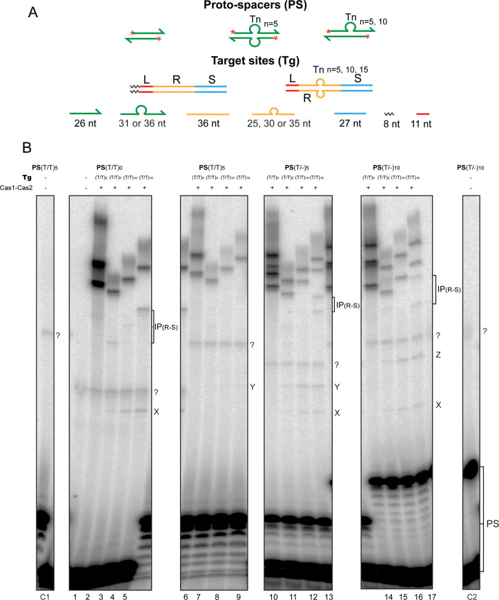 Figure 3—figure supplement 1.