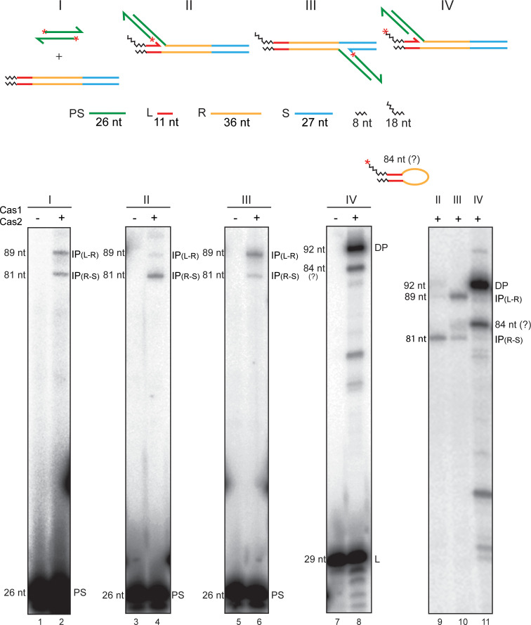 Figure 5—figure supplement 1.