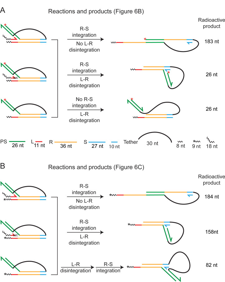 Figure 6—figure supplement 2.