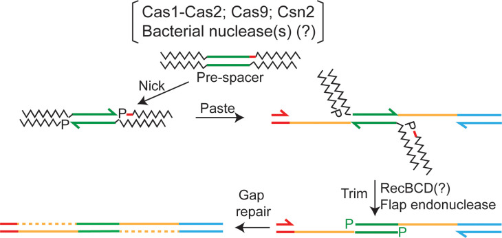 Figure 7—figure supplement 1.