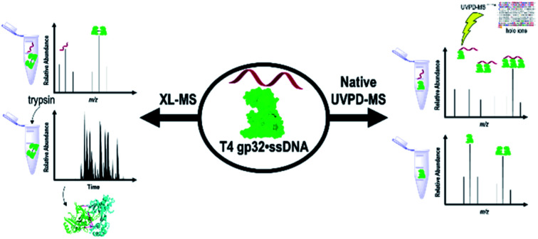 graphic file with name d1sc02861h-ga.jpg