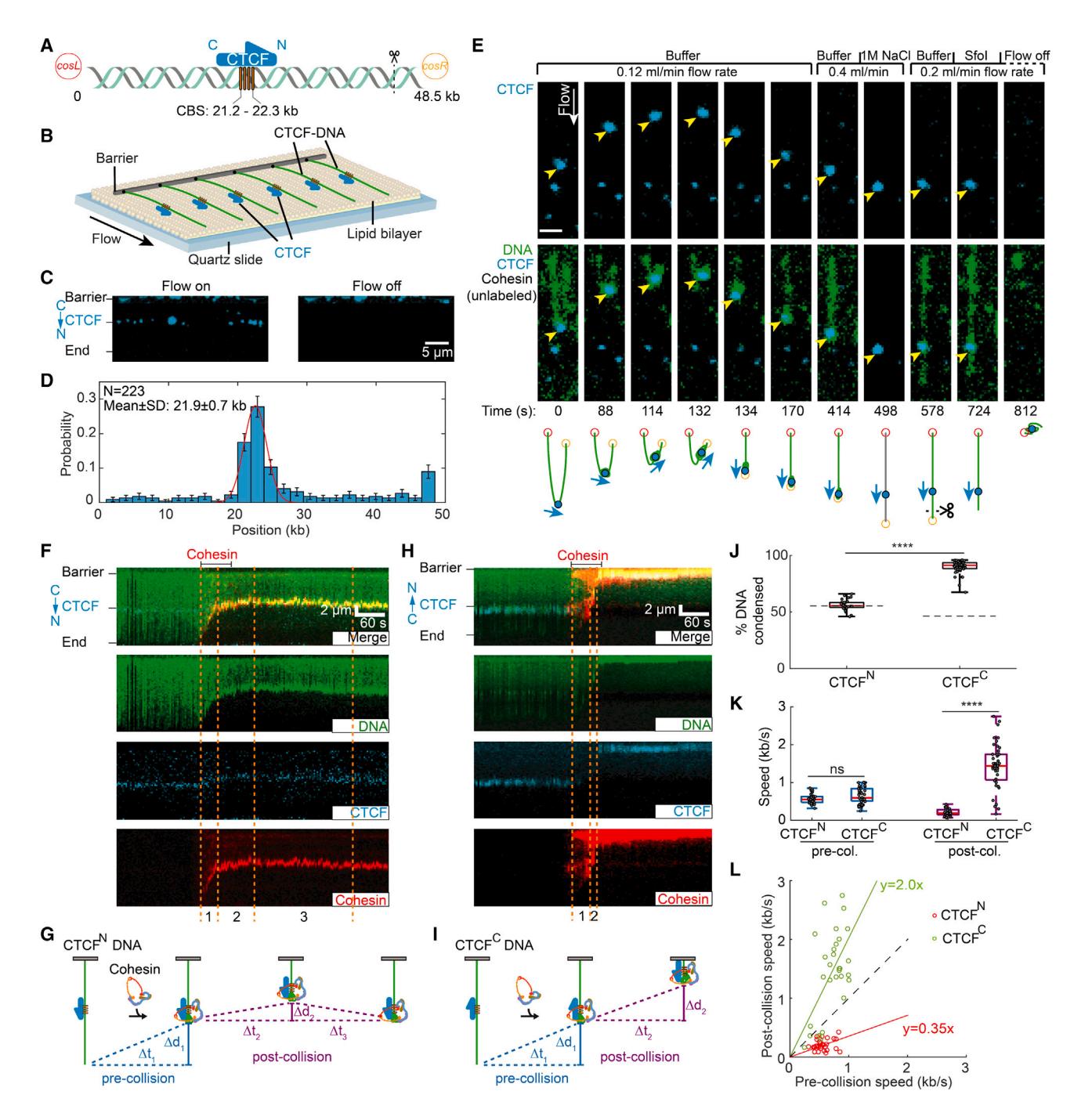 Figure 1. CTCF is a polar boundary for cohesin translocation