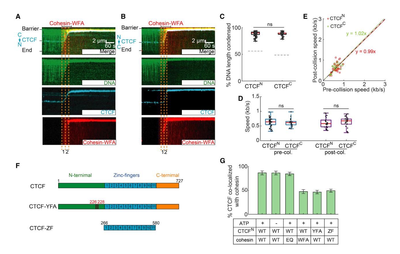 Figure 2. An interaction between STAG1 and the CTCF N-terminal region are essential for polar cohesin arrest
