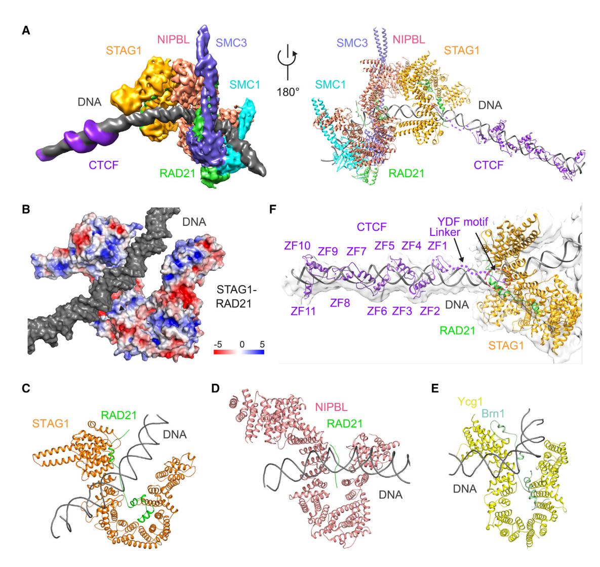 Figure 3. Structure of the human cohesin-NIPBL-CTCF-DNA complex