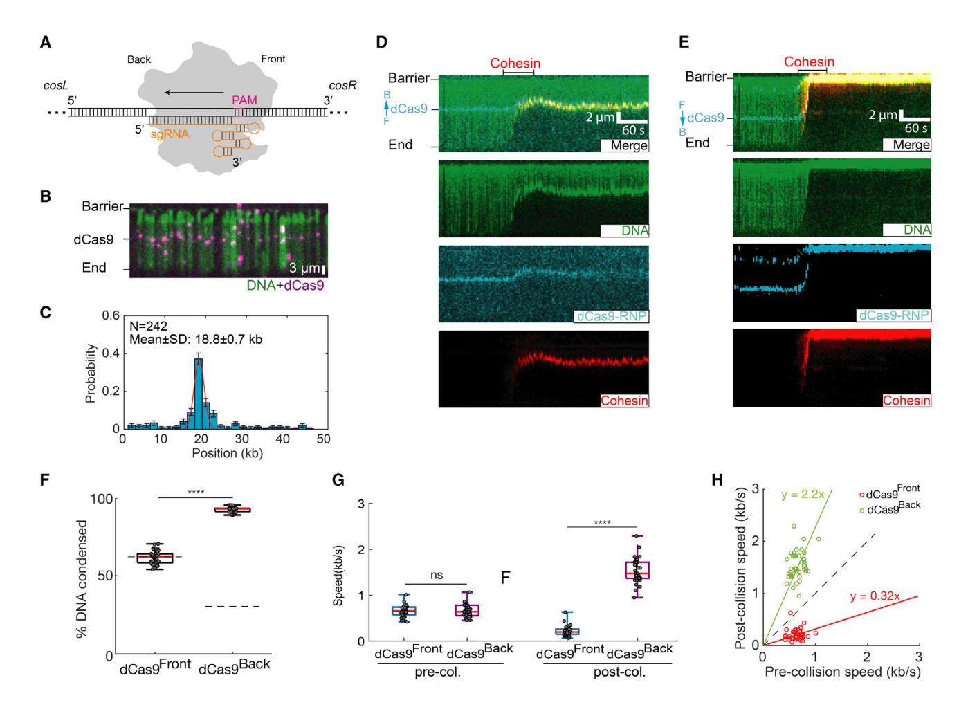 Figure 4. Cas9 is a polar cohesin barrier