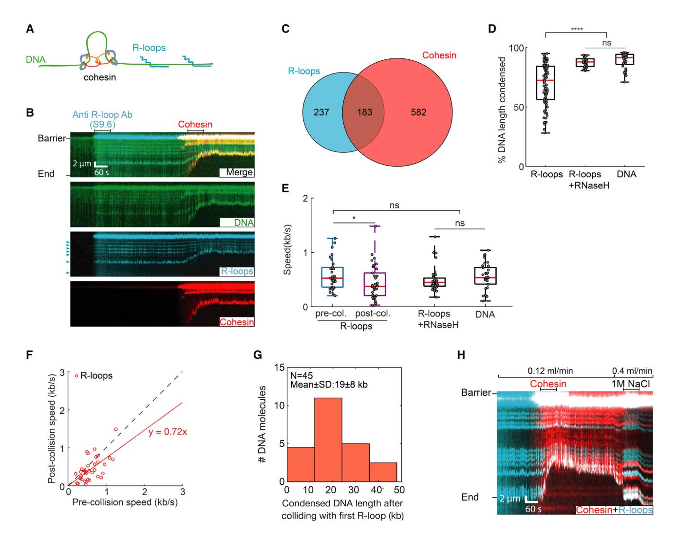 Figure 5. R-loops interact with cohesin and slow its translocation