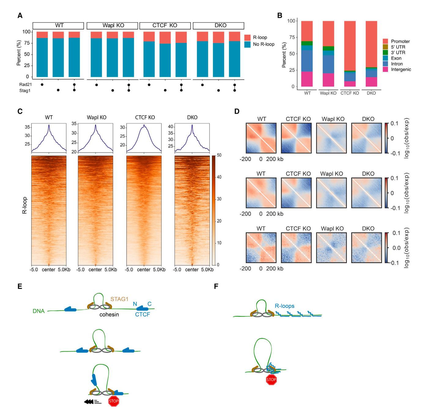 Figure 6. R-loops act as barriers to cohesin-mediated loop extrusion in cells