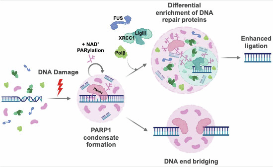 graphic file with name 44319_2024_285_Figa_HTML.jpg