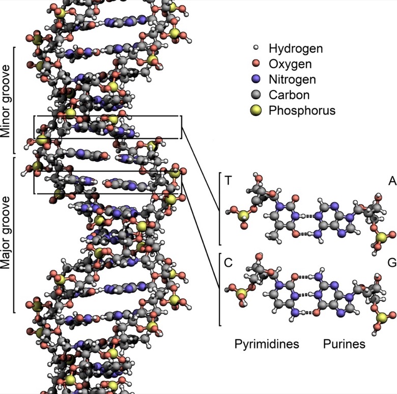 Labelled diagram of the DNA double helix