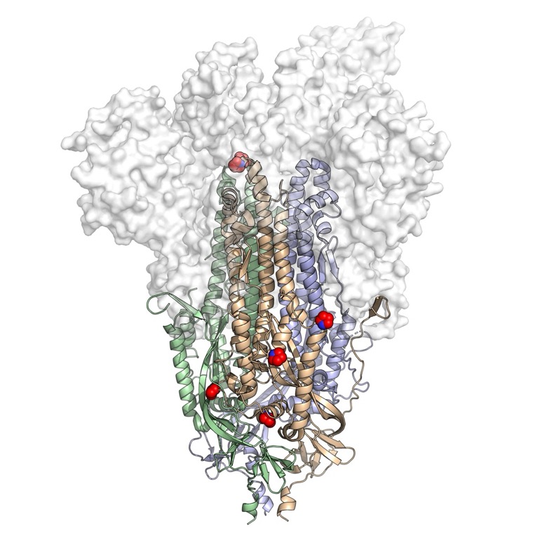 3D atomic scale map of the HexaPro spike protein