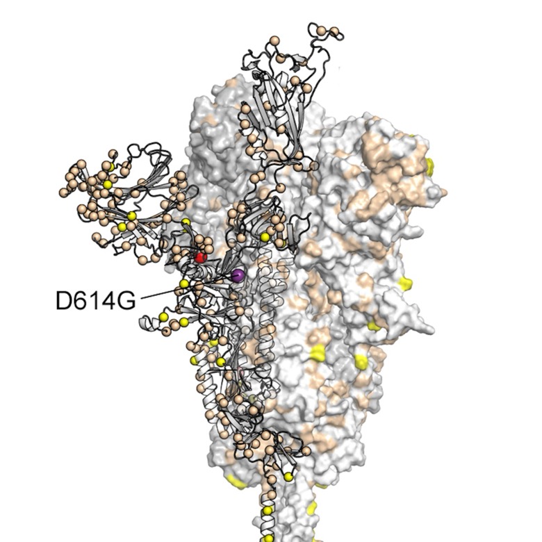 The D614G mutation on the SARS-CoV-2 spike protein