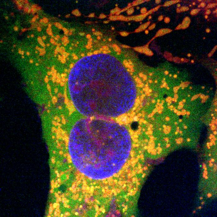 Human cells edited with the retron-based gene editing method