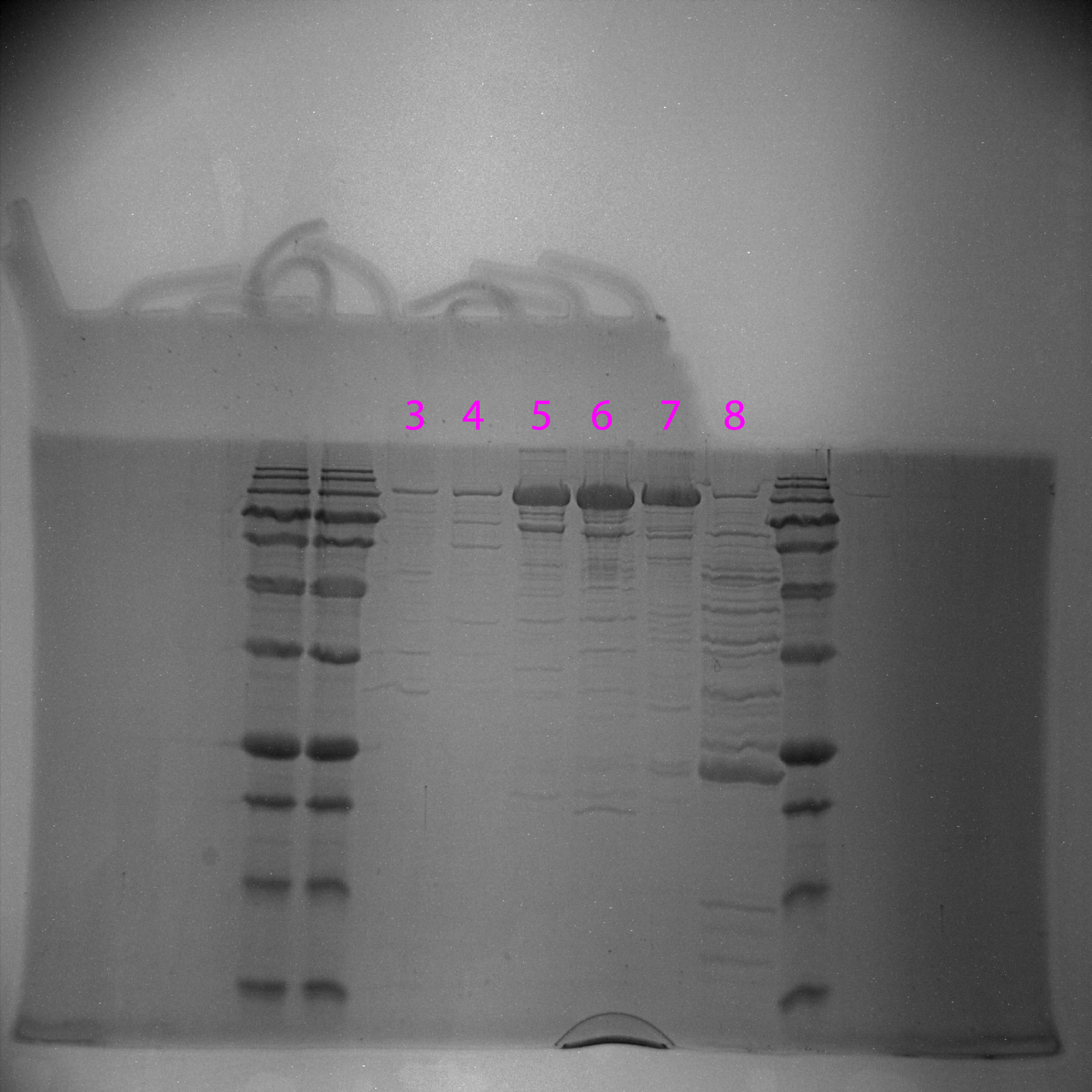 4-6-16_cas3_gel_filtration_fractions.png