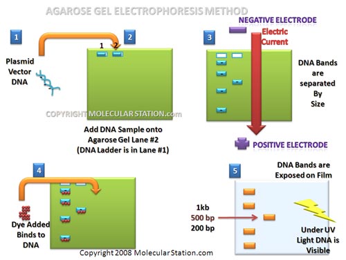 Agarose gel overview