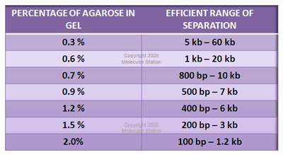 Agarose Gel Percentage