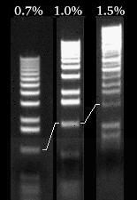 Ladders on Different Gels