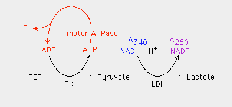 atp_nadh_coupled_reaction.png