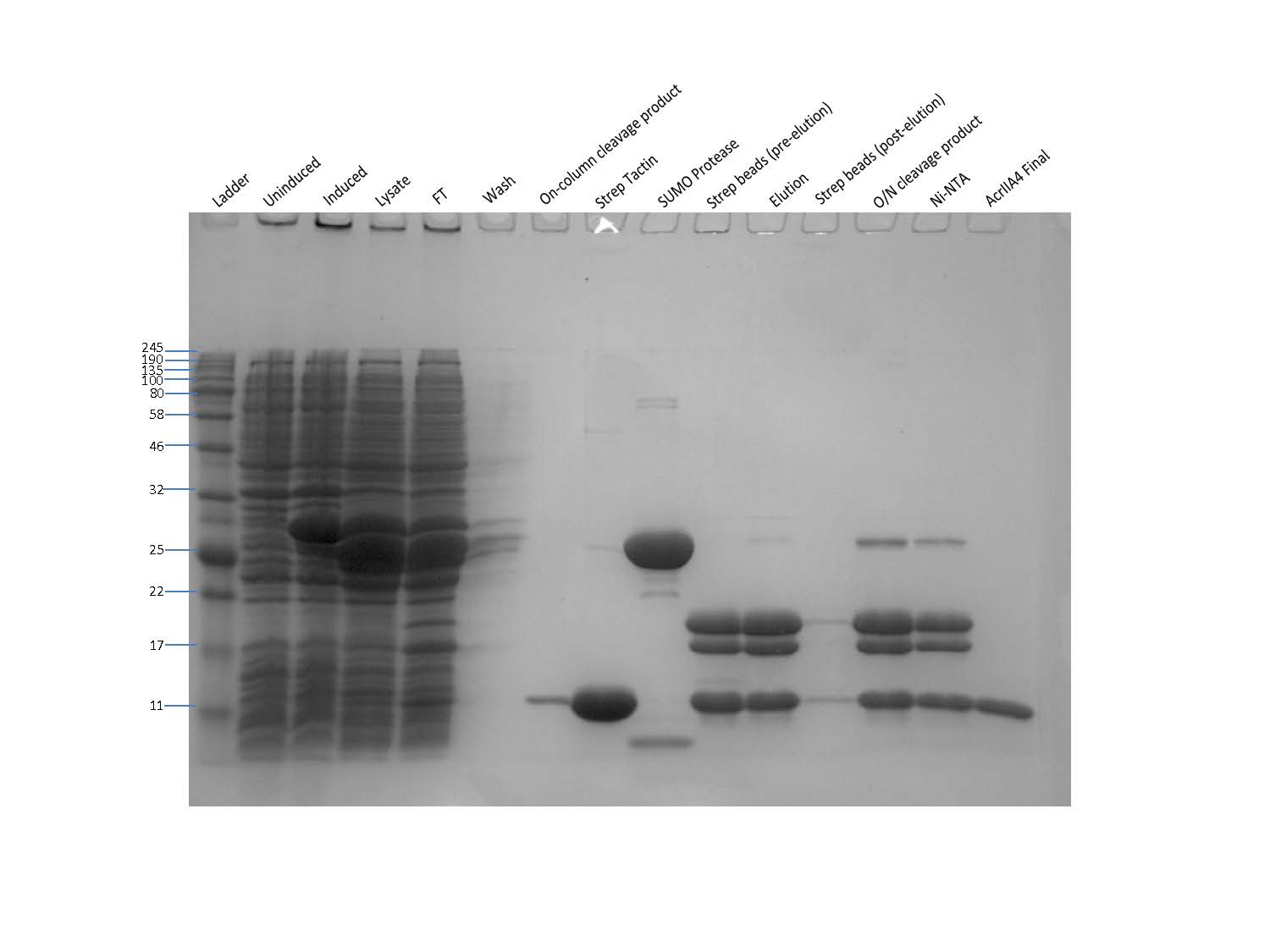 labeled_gel_powerpoint.jpg