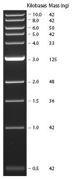 1 kb DNA Ladder visualized by ethidium bromide staining on a 0.8% TAE agarose gel. Mass values are for 0.5 µg/lane. NEB