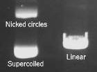Supercoiling on a Gel